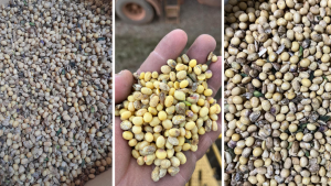 Excesso de chuvas em partes de MT eleva níveis de soja avariada e tira ainda mais da margem do produtor