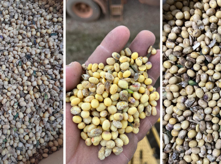 Excesso de chuvas em partes de MT eleva níveis de soja avariada e tira ainda mais da margem do produtor