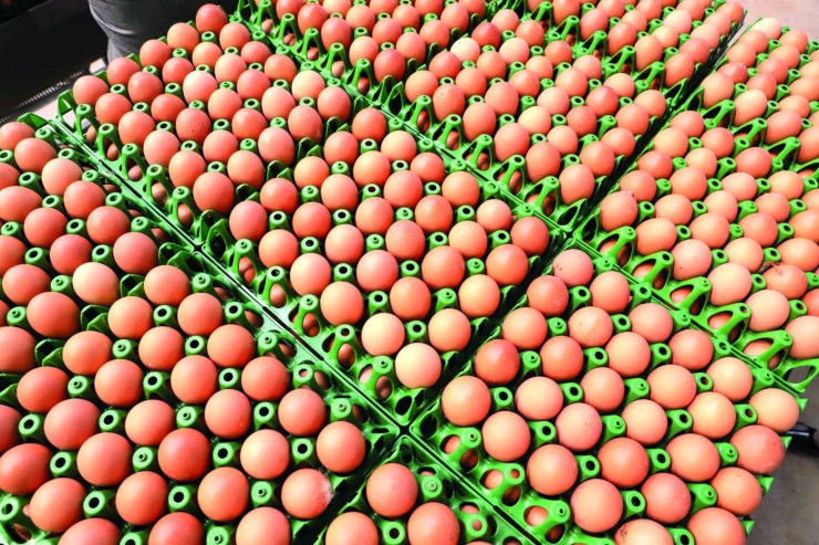 Exportações de ovos crescem 30,9% em volume em janeiro