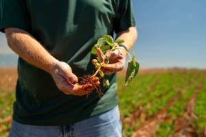 Imea eleva produtividade da soja de MT e vê safra acima de 50 mi t; reduz área de algodão