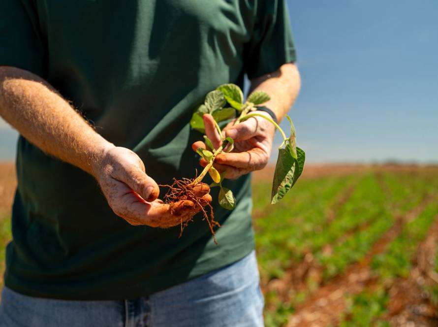 Imea eleva produtividade da soja de MT e vê safra acima de 50 mi t; reduz área de algodão