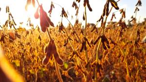 Mato Grosso colheu mais de 65% da safra de soja, aponta Imea