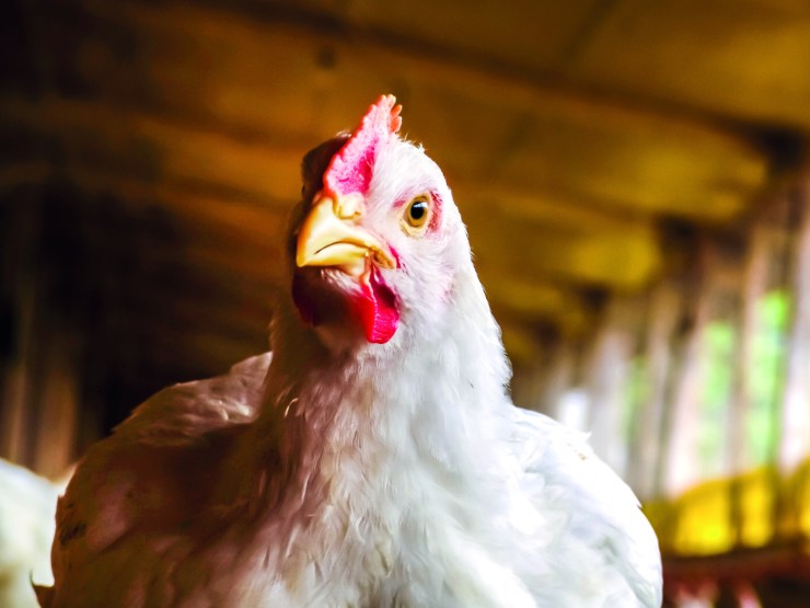 Paraná lidera exportação de frango e projeta safra recorde de soja, aponta boletim do Deral