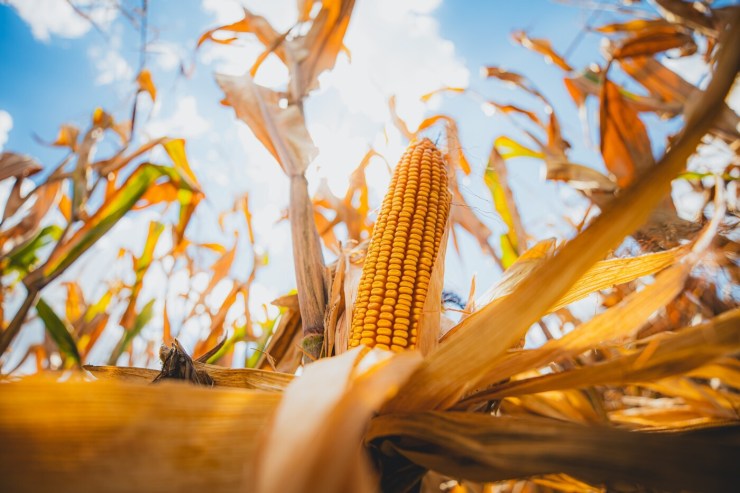 Produtividade do milho supera 200 sacas por hectare no Extremo-Oeste catarinense