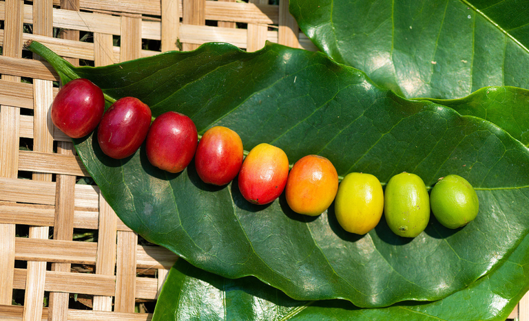 Produtores de café canéfora expandem lavouras para novas áreas no Brasil, incluindo MT
