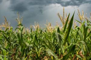 Rio Grande do Sul já colheu 50% do milho e define sede da Abertura Nacional de 2027