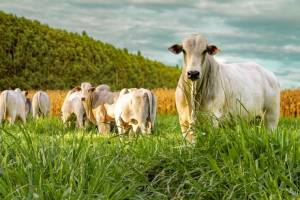 Brasil abre mercado em Ruanda para exportação de gado vivo e material genético