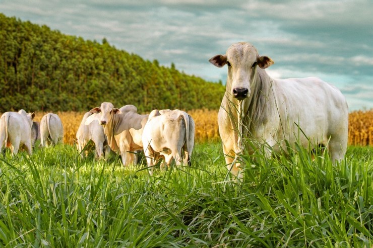 Brasil abre mercado em Ruanda para exportação de gado vivo e material genético