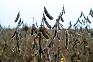 Chuvas atrasam fim da colheita da soja em Mato Grosso e provocam prejuízos em todo o Estado