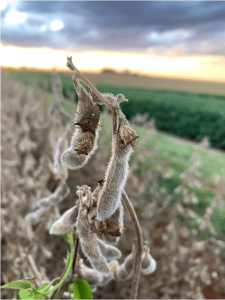 Chuvas irregulares e percevejos elevam alerta nas lavouras de soja gaúchas