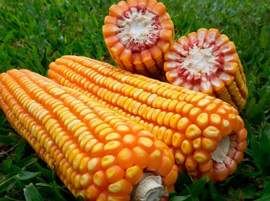 Comercialização de soja e milho apresenta ritmo cauteloso em Mato Grosso do Sul