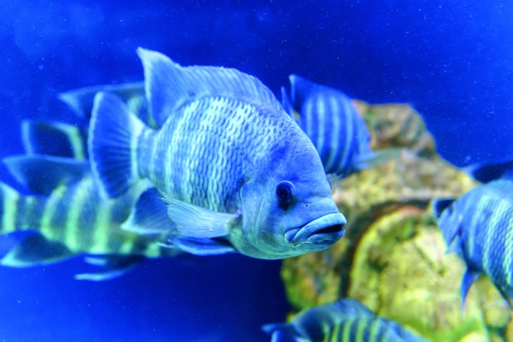 Exportações de tilápia recuam 1% em 2025 e setor projeta crescimento mais moderado em 2026