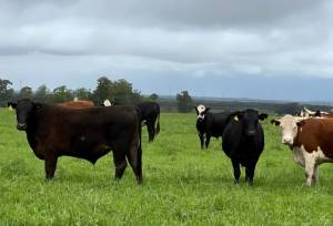 Febrac reforça importância da rastreabilidade bovina para exportações