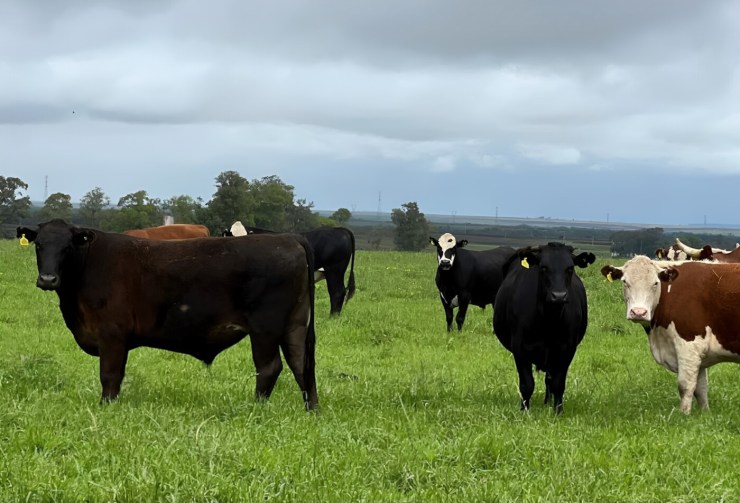 Febrac reforça importância da rastreabilidade bovina para exportações