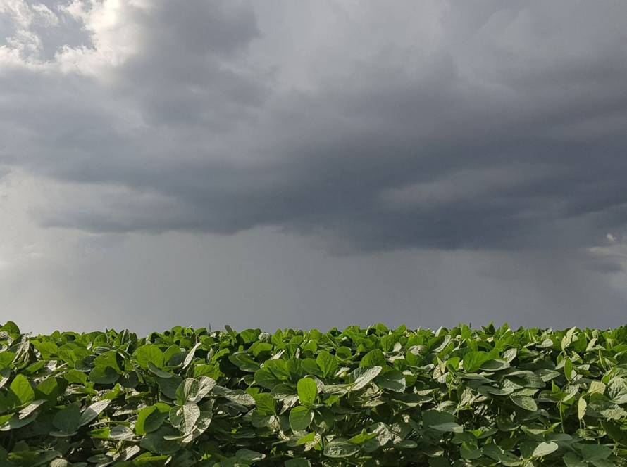 Inmet: Chuvas irregulares causam impactos em áreas agrícolas no Mato Grosso do Sul