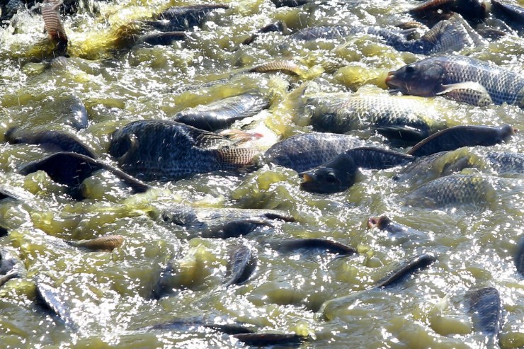 Mato Grosso amplia produção de peixes e chega a 45,7 mil toneladas