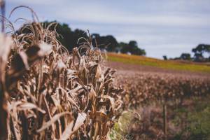 Meio-Oeste catarinense registra produtividade média de 204 sacas de milho por hectare