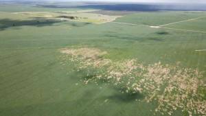 Nematoides já estão em 99% das áreas de soja em Mato Grosso, aponta estudo