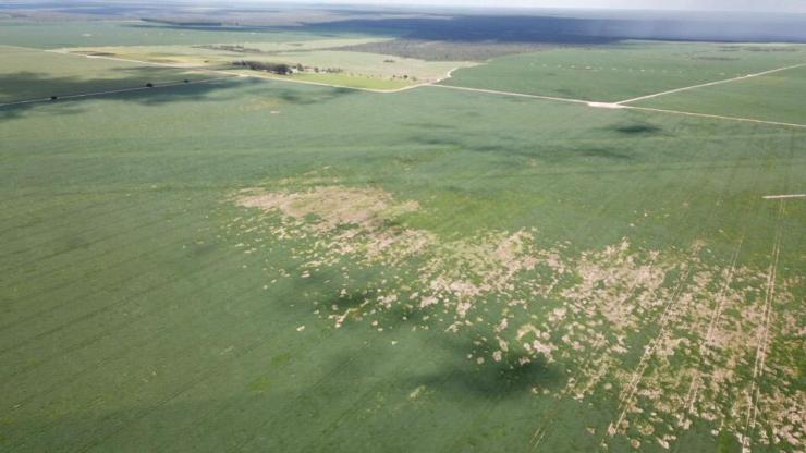 Nematoides já estão em 99% das áreas de soja em Mato Grosso, aponta estudo