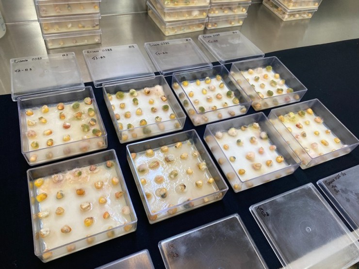 Novo silo biorreator promete elevar padrão sanitário do milho no pós-colheita