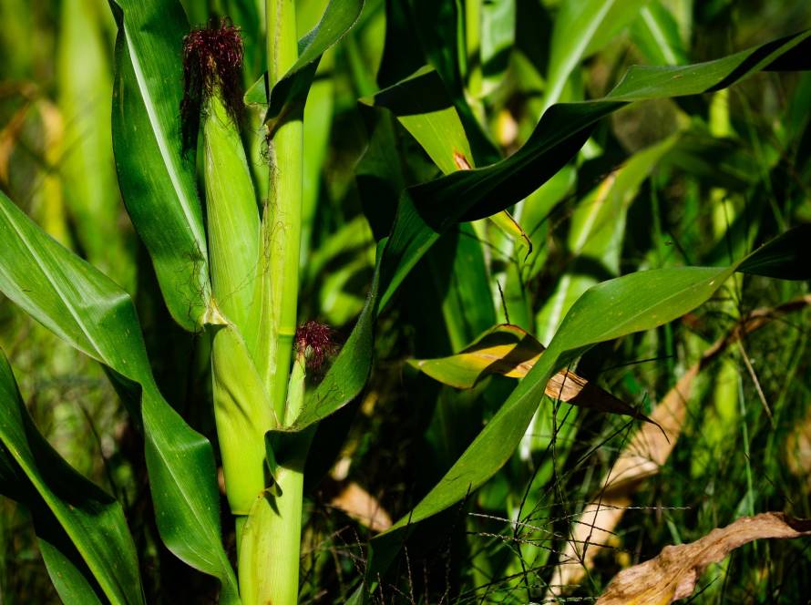 Plantio da segunda safra de milho passa de 95% no Brasil e Conab destaca problemas no PR, GO e MS