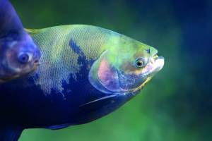 Produção de peixes em Rondônia ultrapassa 55 mil toneladas