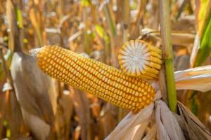 Produtores adaptam estratégias para manter safra de milho 2025/26