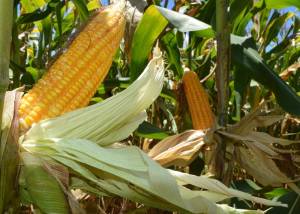Programas de milho e sorgo de baixo carbono buscam reduzir emissões na produção agrícola