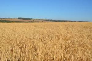 Trigo safrinha ganha espaço no Cerrado e começa a ser semeado após a soja