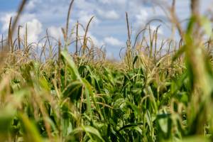 Aprosoja MT destaca papel do milho no fortalecimento da economia em Mato Grosso