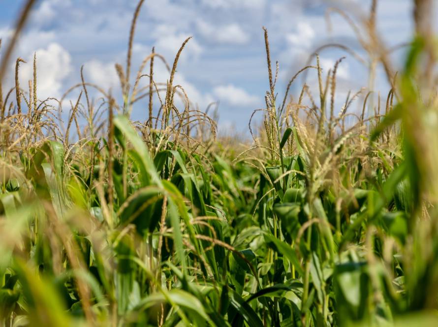 Aprosoja MT destaca papel do milho no fortalecimento da economia em Mato Grosso