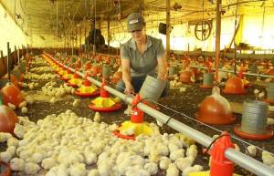 Avicultura de Mato Grosso do Sul cresce em 2026 e abate de frangos avança 6,97%