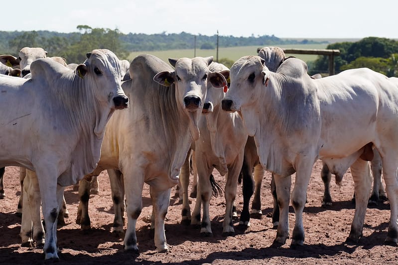 Bezerro atinge maior valor da série, mas reposição exige cautela no campo de MT