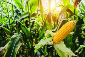 Brasil é o 3º maior produtor de milho do mundo