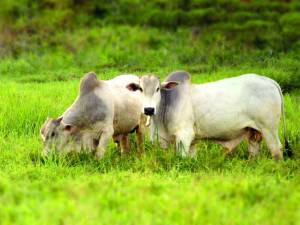 Brasil pode ampliar exportação de genética bovina para a Mauritânia