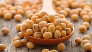 Caramuru projeta expansão na safra 2025/26 com salto de 50% na originação de soja não transgênica em Mato Grosso