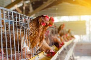 Chile suspende exportações de frango após caso de gripe aviária