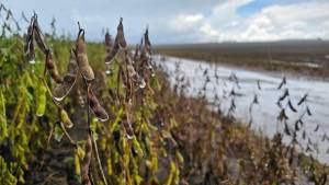 Chuvas podem reduzir até 25% da produção de soja no Mato Grosso