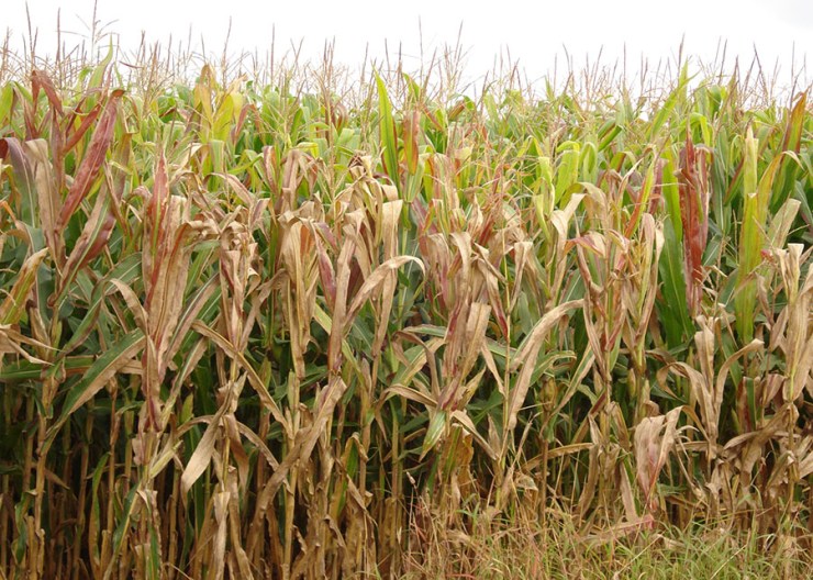 Cigarrinha-do-milho causa prejuízo de US$ 25,8 bilhões ao Brasil em quatro anos