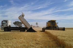 Corte na adubação no fim do ciclo reduz potencial produtivo do milho safrinha