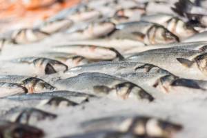 Exportações da piscicultura brasileira caem no 1º trimestre de 2026