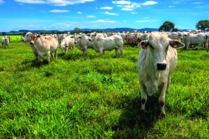 Exportações para a China reforçam sustentação do boi brasileiro