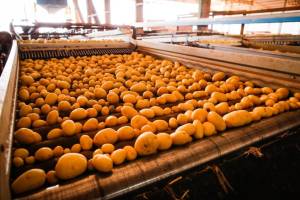 Goiás consolida crescimento na produção de batata-inglesa, com projeção de recuperação do VBP em 2026