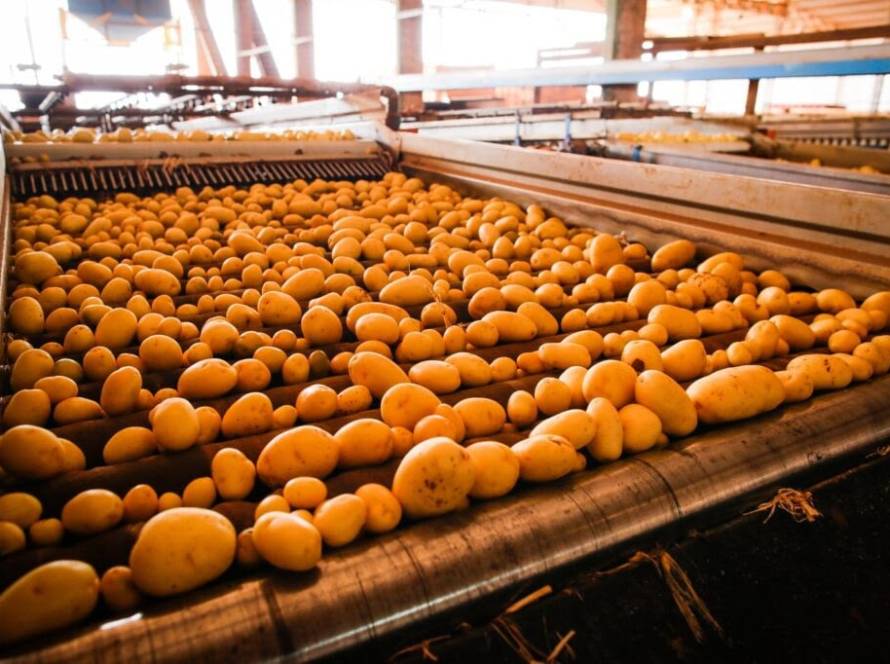 Goiás consolida crescimento na produção de batata-inglesa, com projeção de recuperação do VBP em 2026