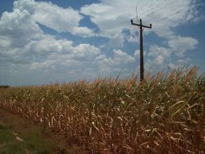 Inmet: Chuvas amenizam a estiagem em áreas produtoras de milho do Paraná e Mato Grosso do Sul