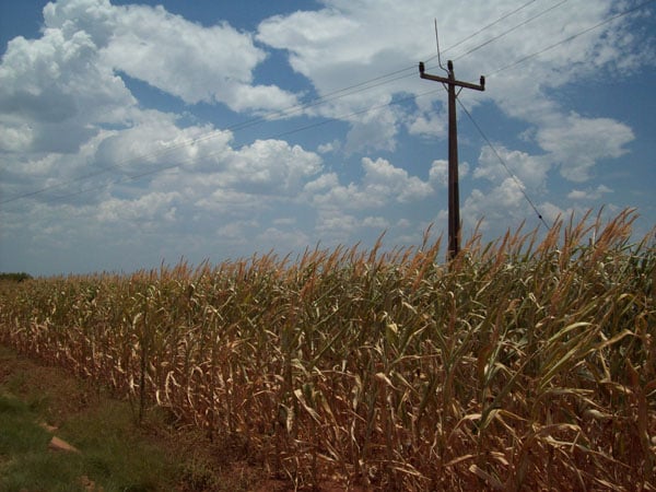 Inmet: Chuvas amenizam a estiagem em áreas produtoras de milho do Paraná e Mato Grosso do Sul