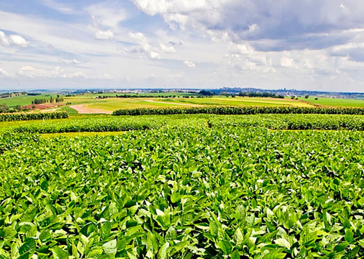 Nova cultivar amplia controle de plantas daninhas e atende mercado de soja não transgênica em Mato Grosso