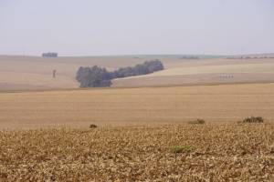 Paraná define calendário do vazio sanitário da soja para a safra 2026/2027