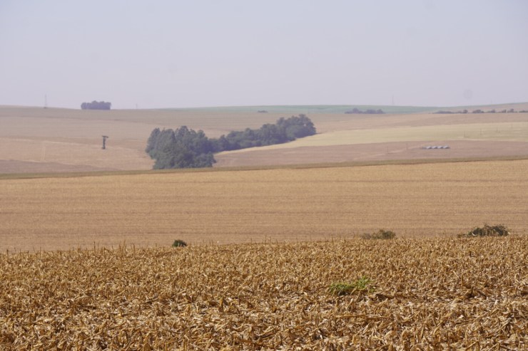 Paraná define calendário do vazio sanitário da soja para safra 2026/27
