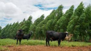 Pecuária de Mato Grosso pode recuperar R$ 921 milhões com regularização ambiental